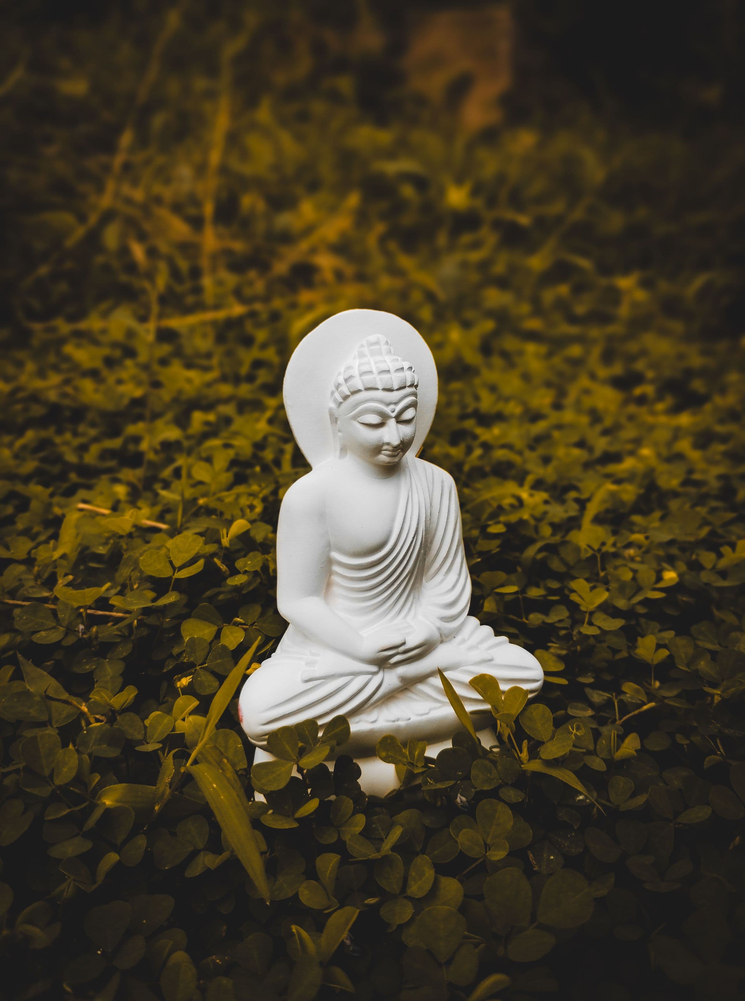 pexels-abhilash-18316976.jpg